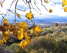 Aspen leaves, close-up - John Lorenz