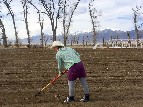 Lorena and her daughter Reiko working with Mike and Slim - 