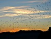 Bat Outflight at Sunset